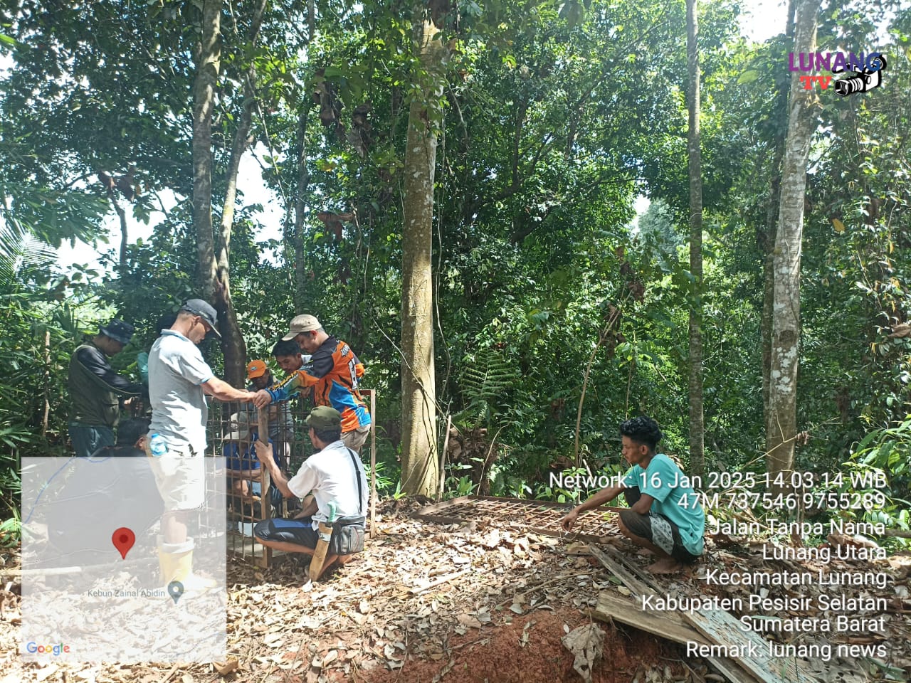 Pemasangan Perangkap Harimau di Nagari Pondok Parian Lunang